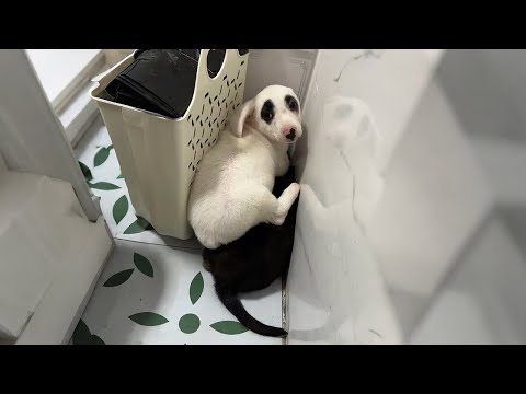 Видео: Папа тайком принёс домой двух бездомных щенков...