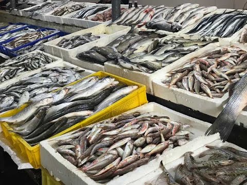 Видео: Рыбный базар в Варне 2022: разнообразие и восторг!