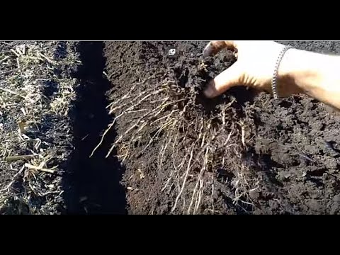 Видео: Ось чому 80+, а не 50ц/га... кукурудза си Феномен