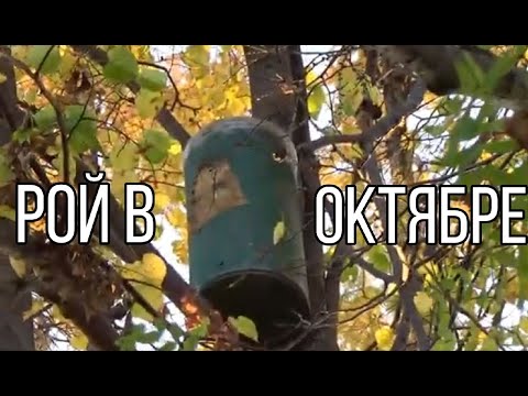 Видео: Рой в октябре. Ловушка БОЧКА провисела на дереве четыре месяца.