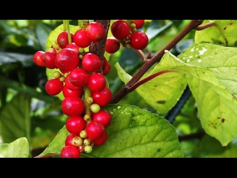 Видео: Лимонник -  для бодрости и для остроты зрения