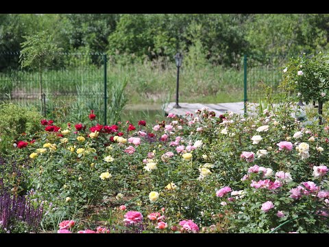 Видео: Когда открывать розы в Сибири?  Другие растения после зимы в Сибирском саду.