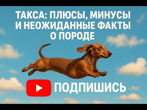 Видео: 😍Такса: плюсы, минусы и неожиданные факты о породе 🦴