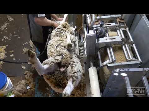 Видео: Удобные станки для стрижки овец 4PEAKHANDLER BELLY SHEARING 1