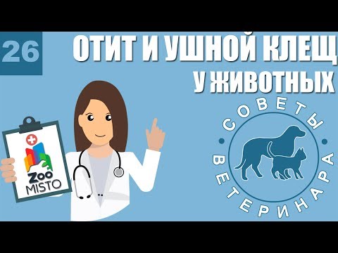 Видео: Отит и ушной клещ у домашних животных | Что такое отит | Симптомы ушного клеща | Советы ветеринара