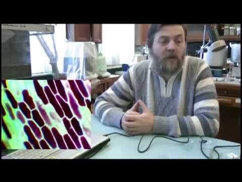 Видео: Физиология растений. Плазмолиз и деплазмолиз. (В. В. Чуб)