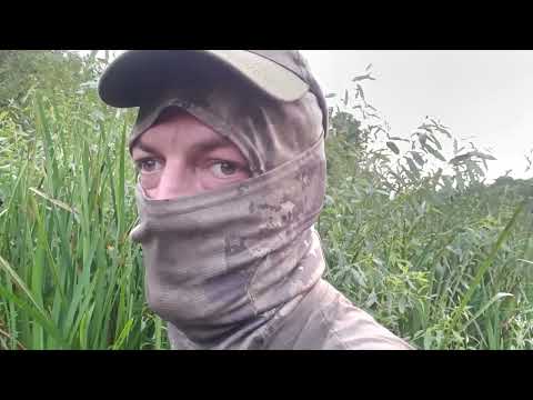 Видео: Охота на бобра . Тестируем приманку на бобра. #охота#охотанабобра#бобр#приманканабобра#hunting