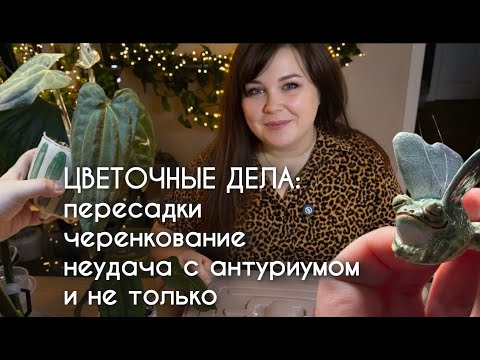 Видео: ВЛОГ: неудача с антуриумом, черенкование ксеросициоса, пересадки и не только