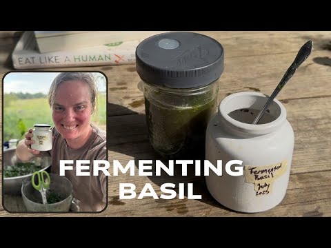 Видео: Ферментация базилика — как и почему мы это делаем