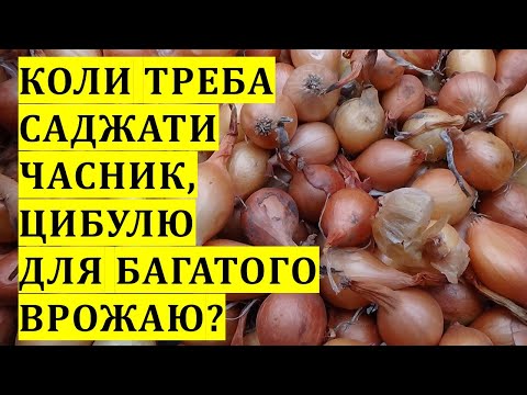 Видео: Коли треба саджати часник, цибулю, картоплю, буряки для багатого врожаю?