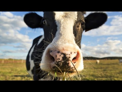 Видео: Відправка корови на сухостій 🐮 як підготувати корову до ростелу?! farming milk cow 🐄🥛🇺🇦