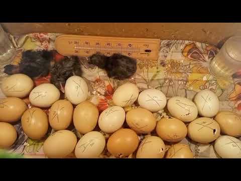 Видео: Результат инкубации в коробке с 2-мя лампами/Вылупление цыплят 96℅/21 день инкубации