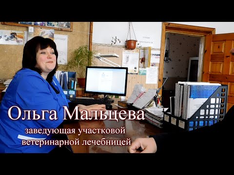 Видео: Плановая вакцинация гусей// Контроль титров в ВНИВИП