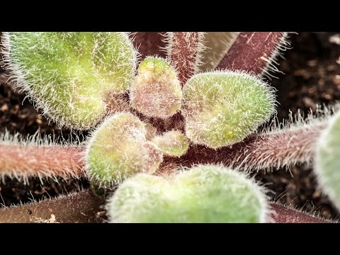Видео: Три стадии заражения клещом центра фиалки (сенполии)