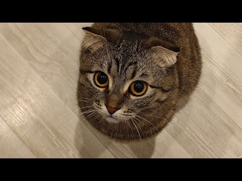 Видео: Обзор прицепа Мзса и доработка.