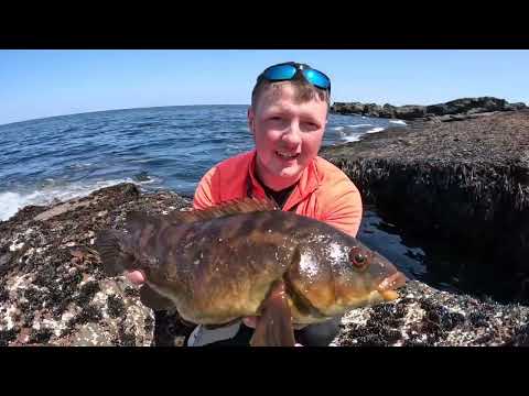 Видео: Рыбалка на BALLAN WRASSE в Ирландии!