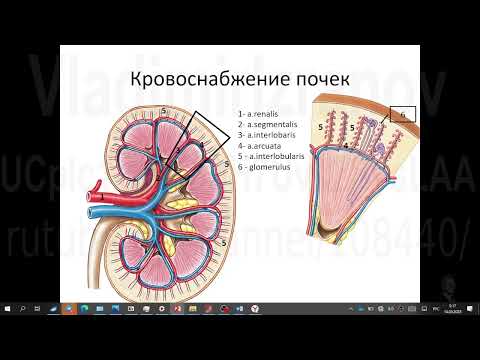 Видео: Кровоснабжение почек. Практическое занятие со студентами 1 курса. Запись 2023 03 14 09 11 00.