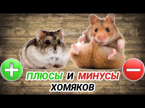 Видео: Сирийский и джунгарский хомяк - плюсы и минусы. Хомяк как домашнее животное