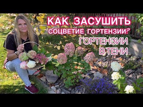 Видео: ДЕЛАЮ СУХОЙ БУКЕТ ИЗ ГОРТЕНЗИИ НА ЗИМУ / ГОРТЕНЗИИ В ТЕНИ ВЫГЛЯДЯТ ЛУЧШЕ