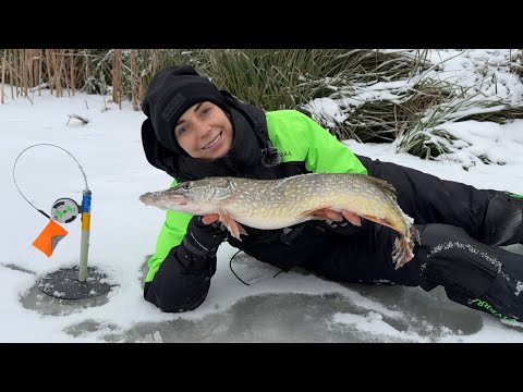 Видео: Спіймала ЖИВЦЯ на мормишку, поставила на ЖЕРЛИЦЮ і спіймала здорову ЩУКУ!