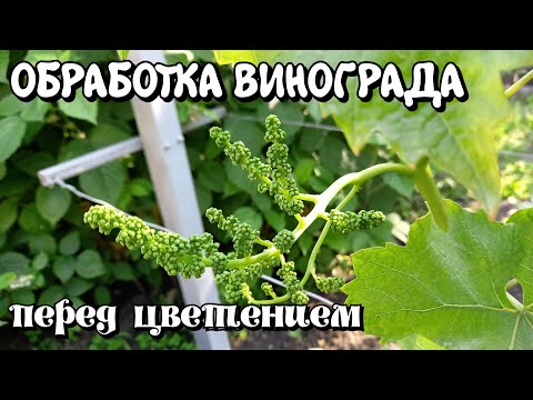 Видео: ОБРАБОТКА ВИНОГРАДА перед цветением.