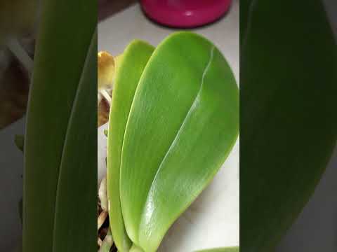 Видео: Цветение орхидеи Phalaenopsis Zheng Min Anaconda 'Yaphon'.