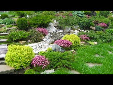 Видео: Карликовые БЕРЕЗЫ / ИВЫ  и др. КУСТАРНИКИ ДЛЯ МАЛОУХОДНОГО САДА.