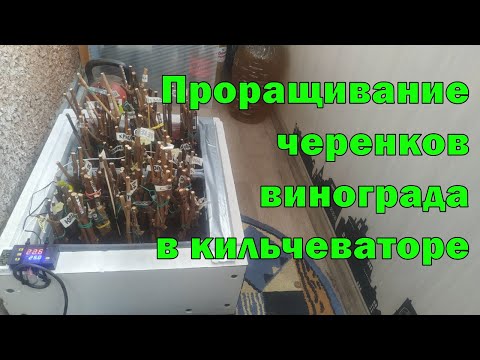 Видео: Проращивание черенков винограда в кильчеваторе. Как укоренить черенок винограда.