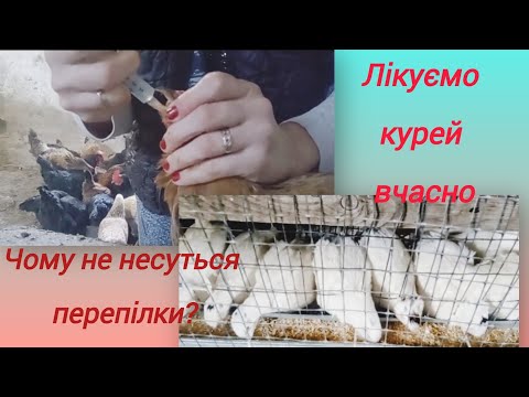 Видео: Чим лікую курей та чому не несуться перепілки?