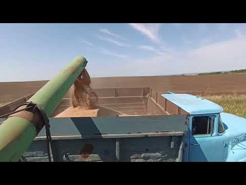 Видео: Сбор урожая часть 4. #механизатор #сельскоехозяйство 