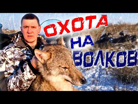 Видео: охота на волков.волки РАЗОРВАЛИ маленького теленка! Wolfsjagd
