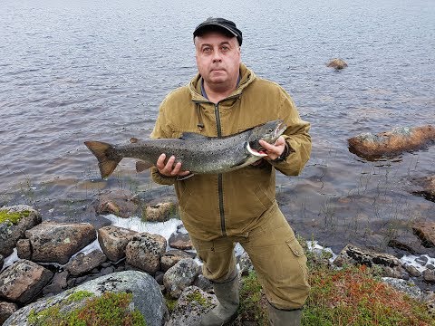 Видео: Сёмга в Тундре??? Она там и её Полно!!!