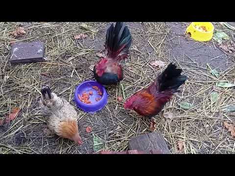 Видео: Утро с курами. Султанчик охраняет Алису от молодого петушка.