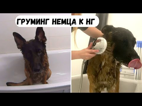 Видео: ГРУМИНГ НЕМЦА К НОВОМУ ГОДУ [влог] - утопила телефон?