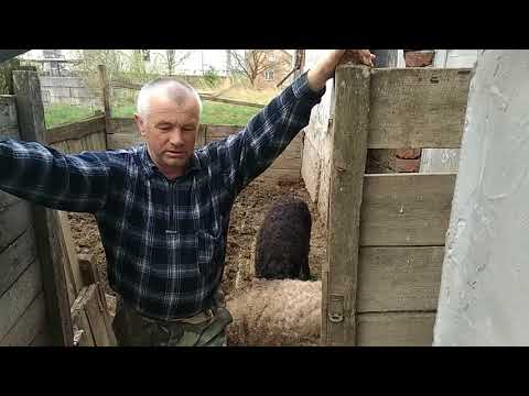 Видео: мангалиця,вєтнамці,мангали,білі свині.З чого почати