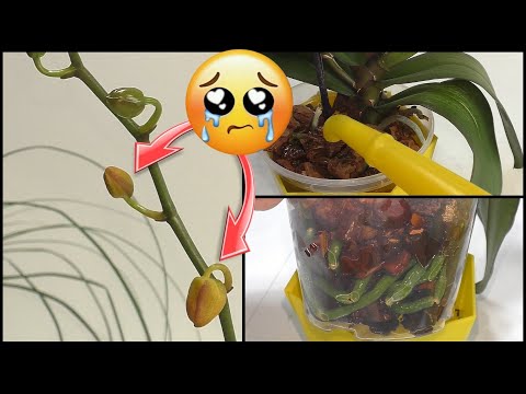 Видео: Бутоны орхидеи пожелтеют и отвалятся если допустить это! Корни целы. Второй полив.