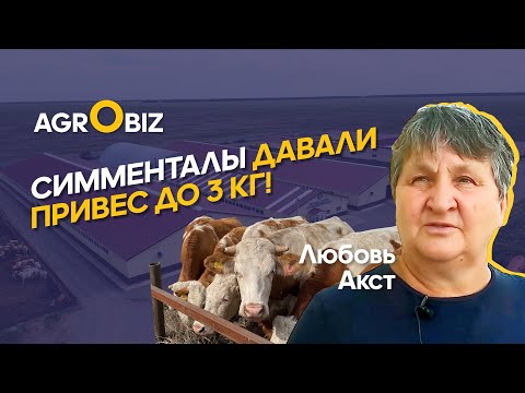 Видео: Австрийские симменталы в Казахстане: реальные привесы, надои и рацион | ТОО Заградовское