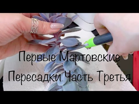 Видео: Первые Мартовские Пересадки( Часть Третья) #суккуленты#папоротник#аглаонемы