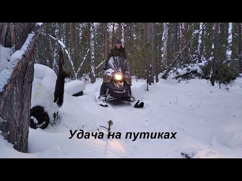 Видео: Жизнь в тайге. Удача на путиках. Отпустил соболя. Правда про Тунгус 600