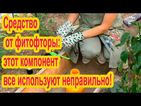 Видео: Секрет средства от фитофторы