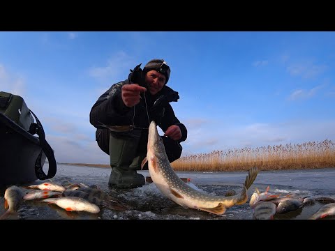 Видео: ВО ПОПАЛ! ЗИМНЯЯ РЫБАЛКА НА ЖЕРЛИЦЫ. КРУПНЫЙ ОКУНЬ ЛОМАЕТ БАЛАНСИР. Первый лёд встаёт третий раз.