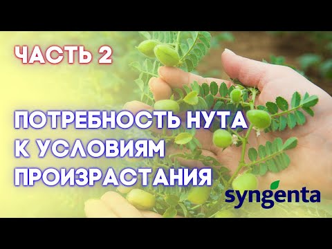 Видео: НУТ | Часть 2 | Прогрессивный взгляд на технологию возделывания нута от посева и до уборки |