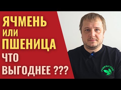 Видео: ПШЕНИЦА или ЯЧМЕНЬ. Что лучше?