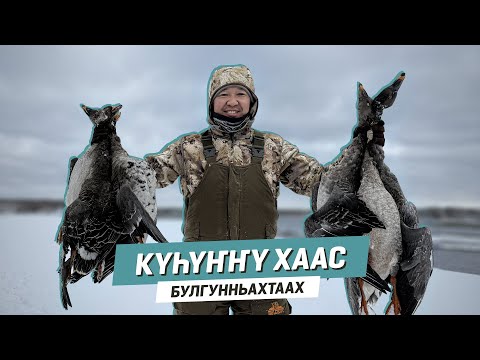 Видео: Күһүҥҥү хаас | Булгунньахтаах