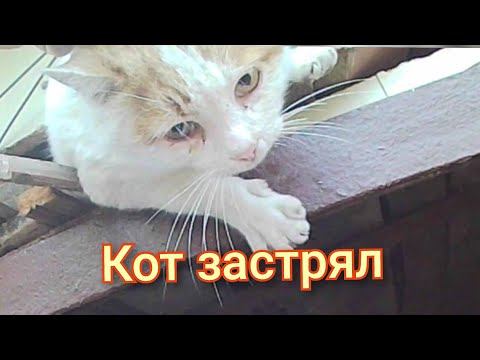 Видео: Кот застрял 