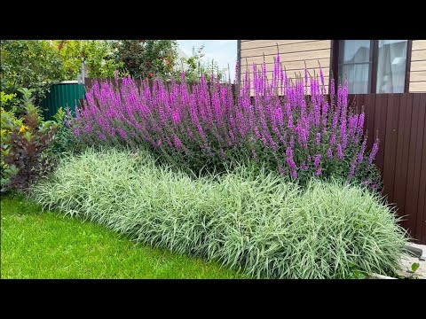 Видео: Прогулка по саду! Обзор новых цветников!