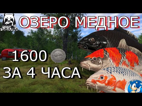 Видео: 🌟ОЗЕРО МЕДНОЕ🌟1600 МОНЕТ ЗА 4 ЧАСА + ТРОФ КАРАСЕКАРП🌟Русская Рыбалка 4(РР4)🌟