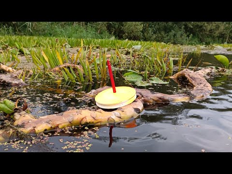 Видео: Бешеный клёв щуки перед грозой.Рыбалка на кружки 2022.