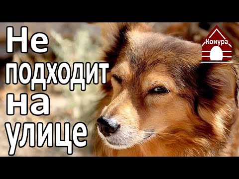 Видео: Собака не подходит на улице / Разбор полетов