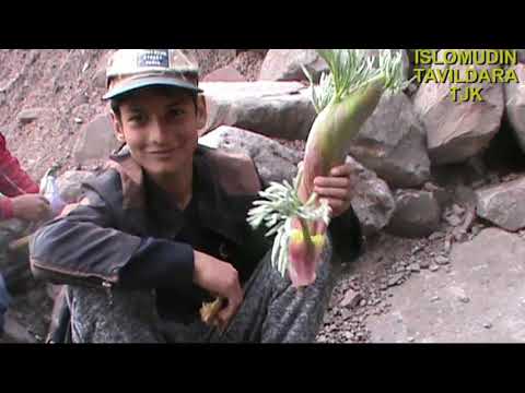 Видео: РоВи ВАТАН Тавилдара Вахё 10.04.2021